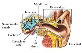 a diagram of the inner, middle, and external ear