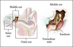 the middle ear includes the Eustachian tube and the eardrum