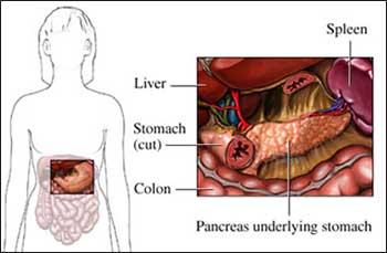 the pancreas is surrounded by the spleen, liver, stomach, and colon